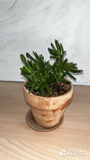 Толстянка Хоббит