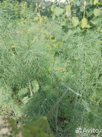 Укроп / зелень