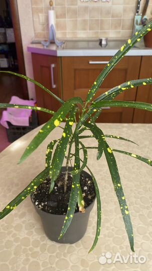 Комнатные цветы, излишки