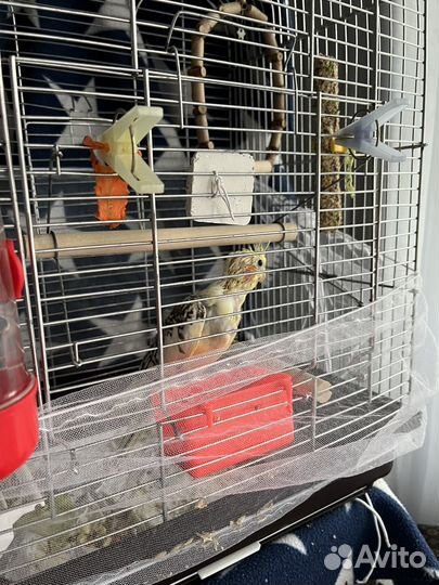 Попугай корелла птенец