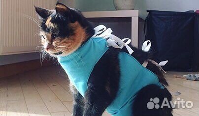 Ветеринарный врач на дом