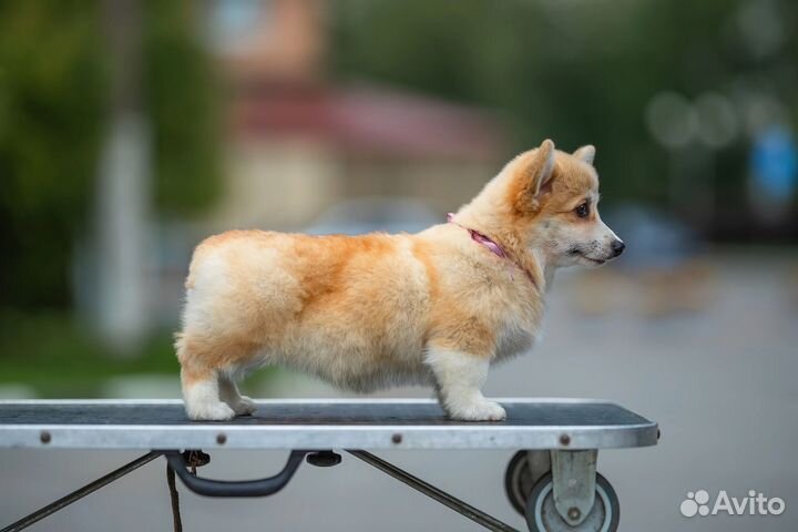 Вельш-корги пемброк девочка