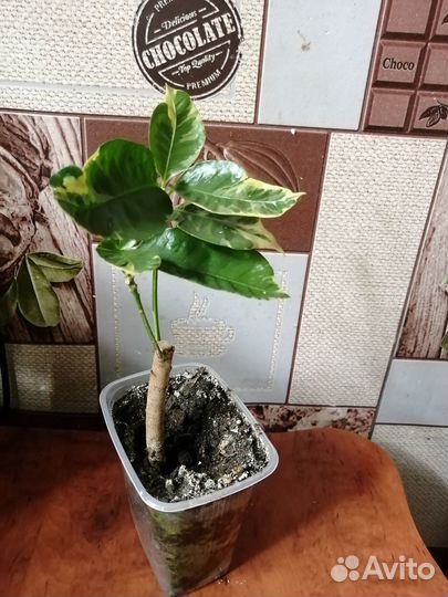 Кротон эбурнеум