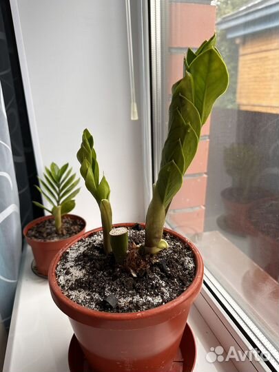 Замиокулькас