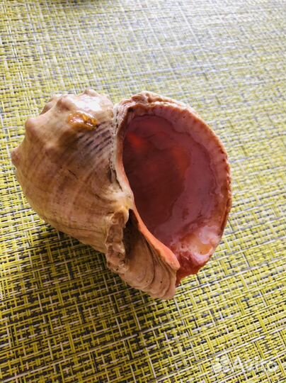 Морские ракушки раковины