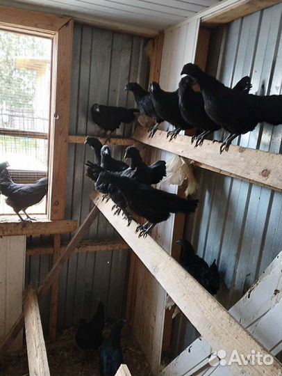 Чёрные Куры, Петухи, Цесарки