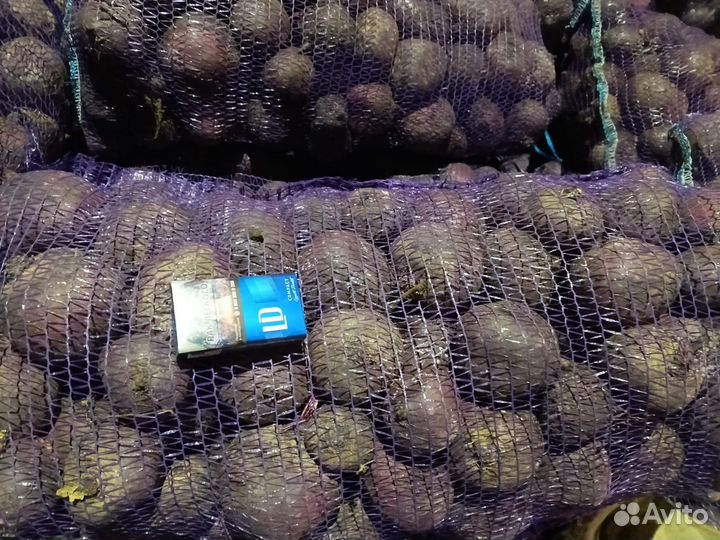 Свёкла оптом