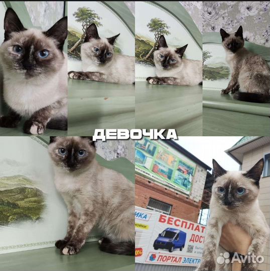 Тайская