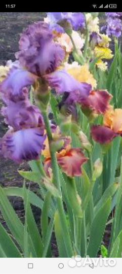 Саженцы садовых цветов Ромашка, ирисы, нарциссы