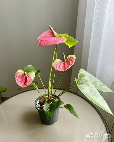 Антуриум Свит Дрим