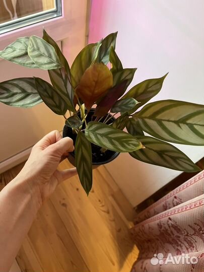 Калатея ктенанта