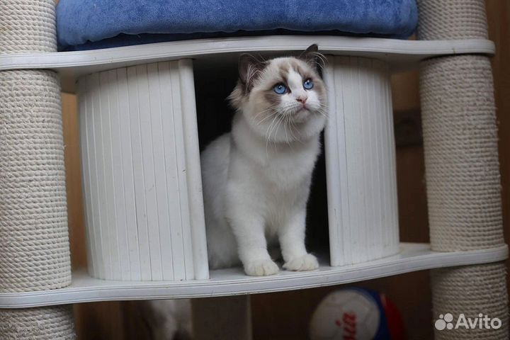 Hermes мальчик рэгдолл