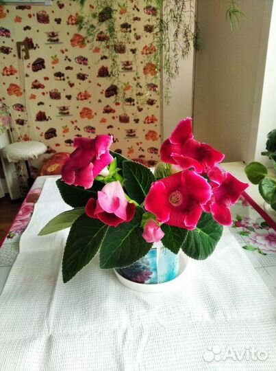 Глоксинии, фиалки, хойя