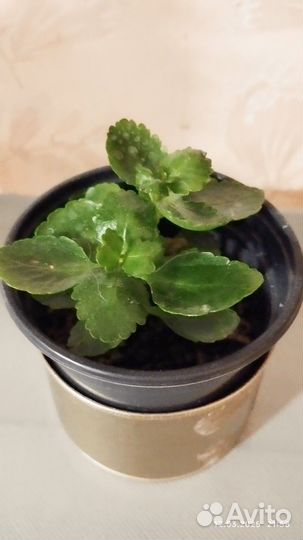 Каланхоэ цветущий