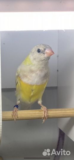 Амадина гульда самцы лето 2023