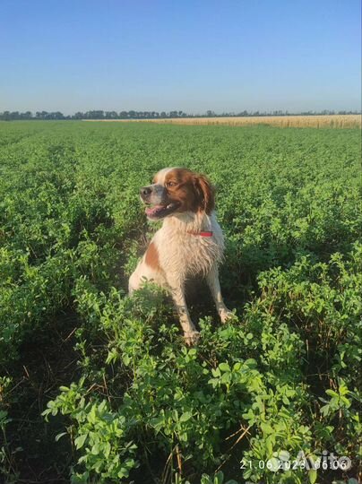 Вязка Бретонский эпаньоль