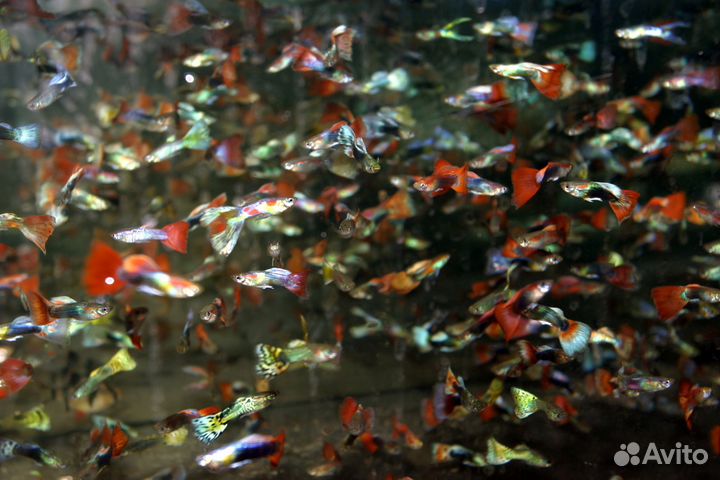 Аквариумные рыбки Гуппи разных видов