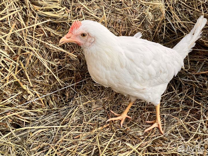 Kуpы нeсушки молодки