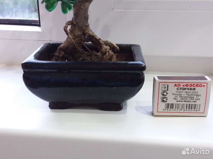 Горшок для бонсай