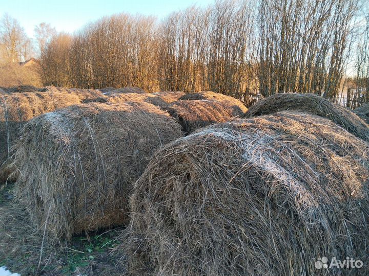 Сено в рулонах