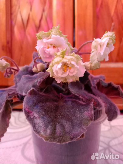 Сортовые фиалки