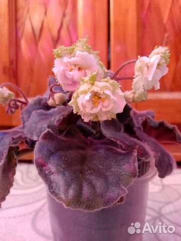 Сортовые фиалки