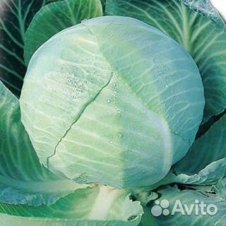 Семена весовые перца капусты и томатов