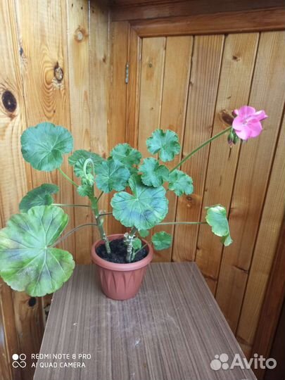 Пеларгония герань малиновая