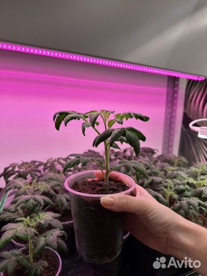 Рассада помидор балконных