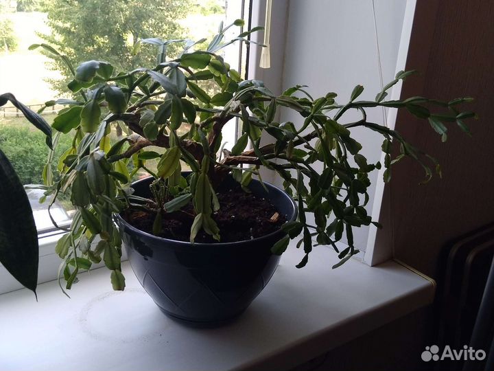 Цветок декабрист