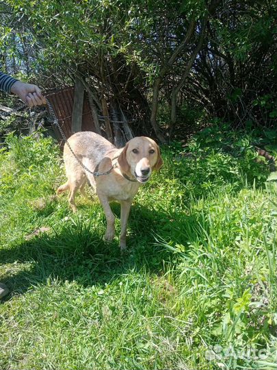 Собаки щенки