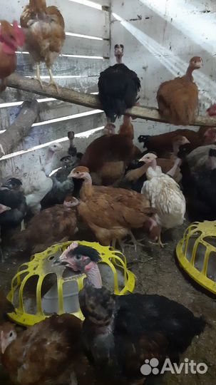 Продам курочек