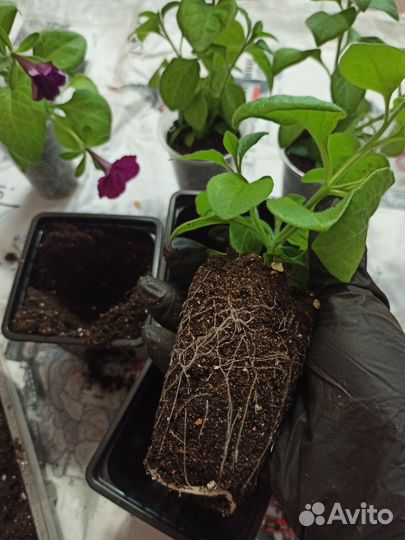 Петуния рассада