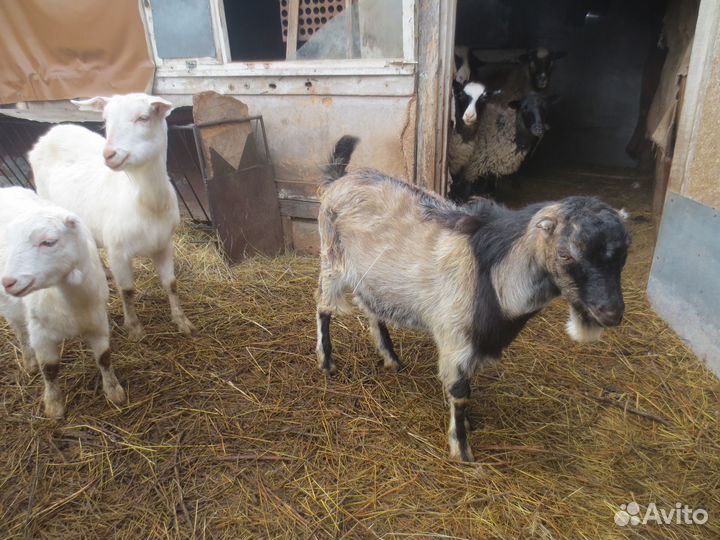 Козлята Ламанча и козы