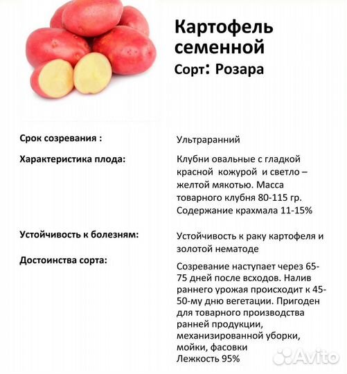Семенной картофель Розара