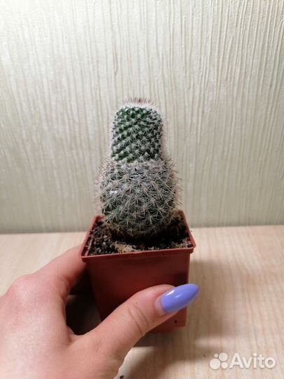 Алоэ, кактусы, гастиории, красула, хавортия