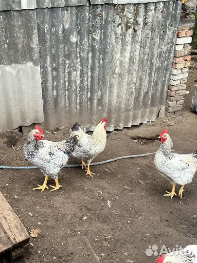 Молодые петухи мастер грей