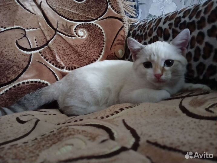 Котенок. Девочка