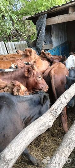 Бычки сименталы абердины