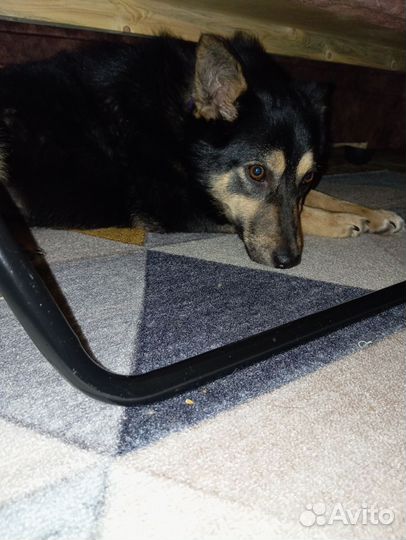 Собака в добрые руки щенок