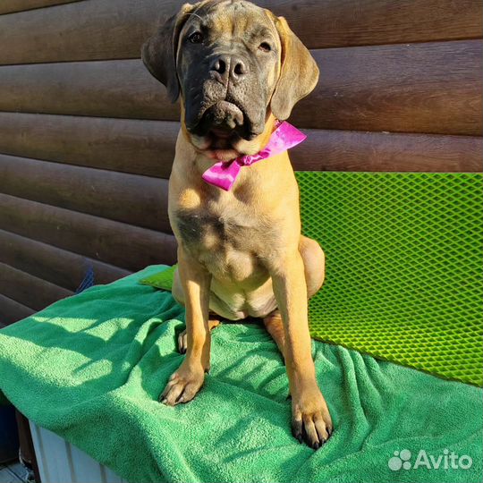 Бульмастиф