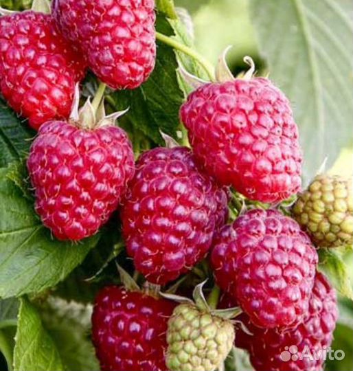 Саженцы малины красной