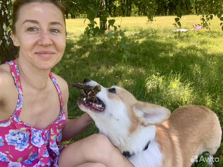 Передержка собак Москва, зоотакси