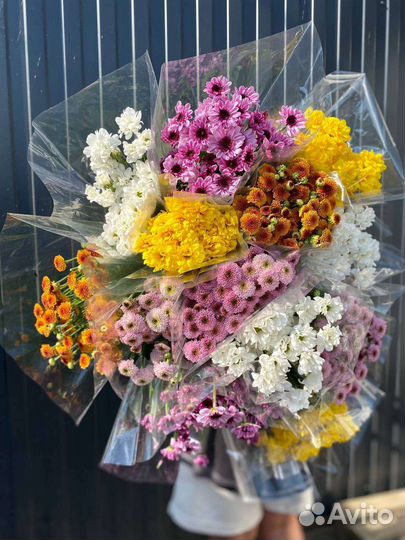 Кустовая хризантема ассортимент опт по РФ