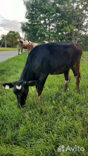 Телочка 8 мес