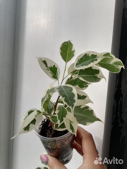 Продам цветочки