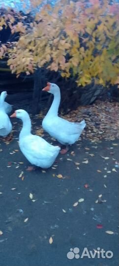 Утка и Гусь к праздничному столу