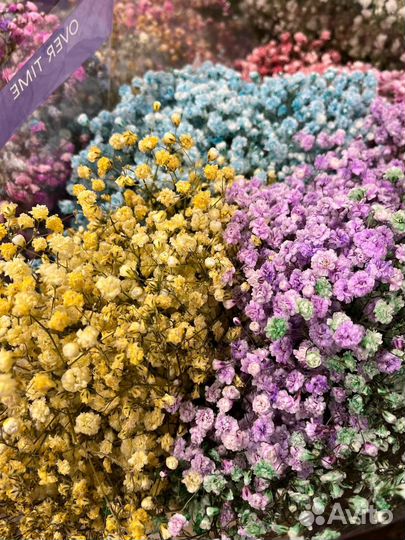 Гипсофила оптом