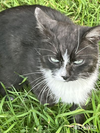 Котенок 6 месяцев