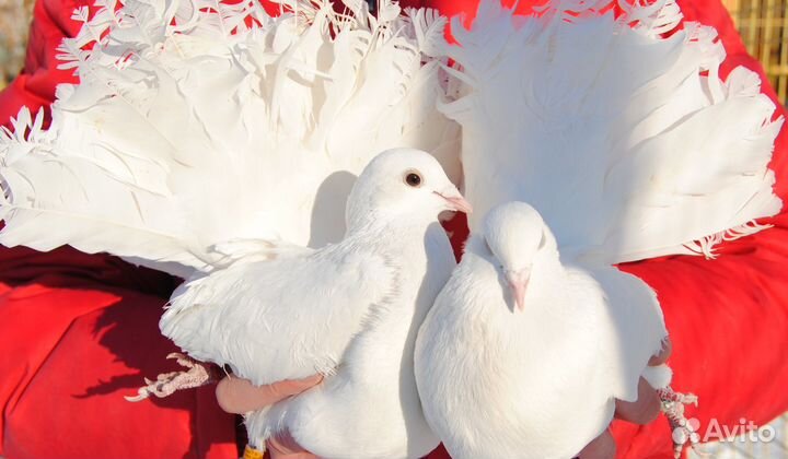 Голуби на праздники, на свадьбу